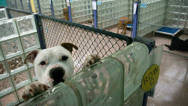 05:50: Animal Cops Philadelphia (S12 E20) (S12) | Animal Planet | 3/29 2026