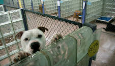 Animal Cops Philadelphia (S12 E20)