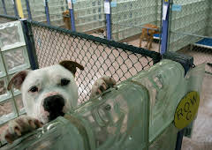 Animal Cops Philadelphia