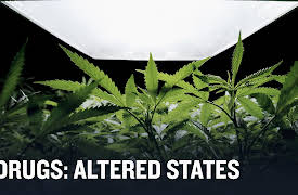 Drugs: Altered States Season 1: Marijuana: A Chronic History