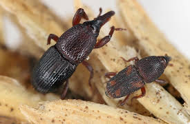 I Contain Multitudes: Microbe Minute, Season 1: Weevil