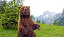 Der Bär ist los! Die Geschichte von Bruno