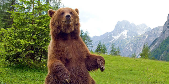 01:20: Der Bär ist los! Die Geschichte von Bruno | 3SAT | 11/10 2025