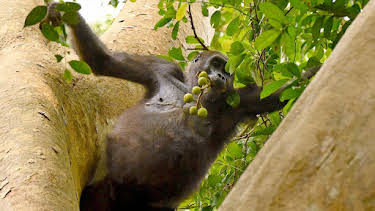 04:45: Gorillas hautnah | Das Erste | 7/15 2026
