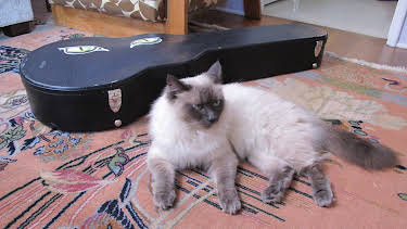 17:00: My Cat From Hell (S2 E3) (S2) | Animal Planet | 12/28 2025