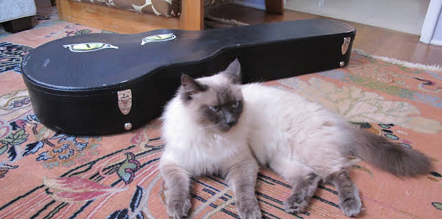 06:25: My Cat From Hell (S2 E3) (S2) | TLC | 12/8 2025