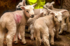 Countryfile 2016/17: Review of the Year