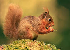 Cumbria's Red Squirrels