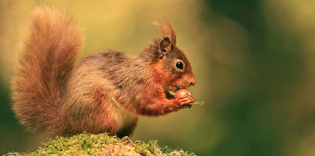 9:00 PM: Cumbria's Red Squirrels | BBC Four | 12/10 2025