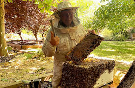 Basics of Beekeeping: The Bush Bee Man: Hive Check: Is Your Colony Thriving?