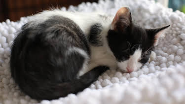 05:15: My Cat From Hell (S9 E7) (S9) | Animal Planet | 4/9 2026