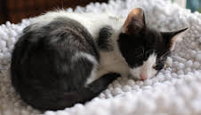 My Cat From Hell (S9 E7)