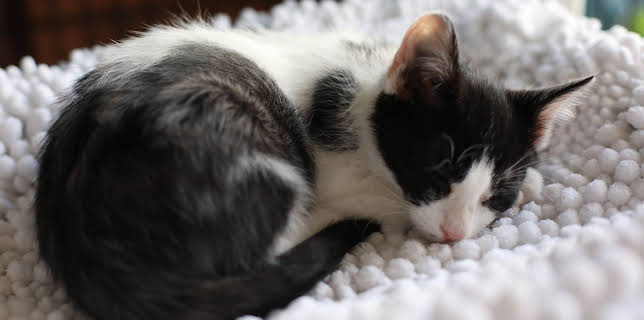 16:00: My Cat From Hell (S9 E7) (S9) | Animal Planet | 12/9 2025