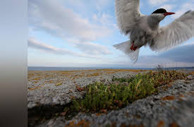Wild Baltic Sea: Between Finland and Sweden