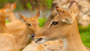 05:55: Giraffe, Erdmännchen & Co. | HR Fernsehen | 3/27 2026