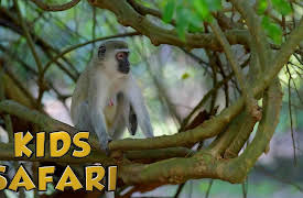 Kids Safari: Seychelles Islands
