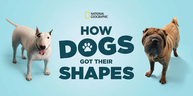 How Dogs Got Their Shapes (2015)