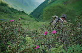 Wild Pyrenees: Where Is The Bear This Forest Ghost Hiding