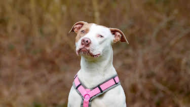 10:20: Tiere suchen ein Zuhause | WDR Fernsehen | 3/28 2026