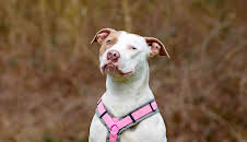 Tiere suchen ein Zuhause