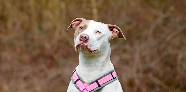 18:00: Tiere suchen ein Zuhause | WDR Fernsehen | 3/22 2026