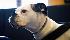 Der Super-Doc - Einsatz für 4 Pfoten