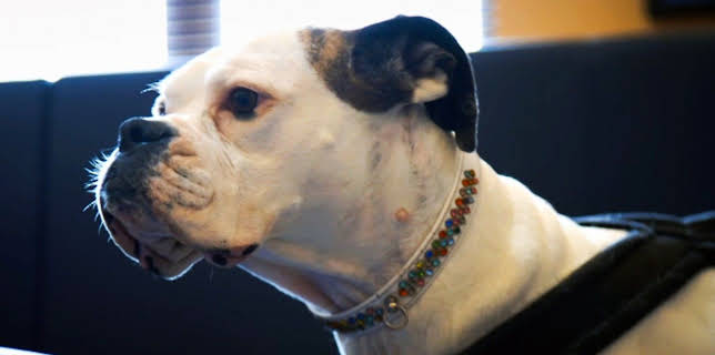 19:20: Der Super-Doc - Einsatz für 4 Pfoten | Sixx | 11/30 2025