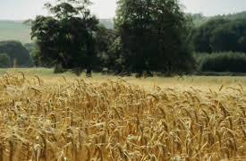 Tudor Monastery Farm: Tudor Monastery Farm