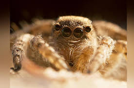 Tales From Zambia: The Wild Web