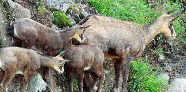 21:05: Wildes Elsass | SWR Fernsehen RP | 3/8 2026