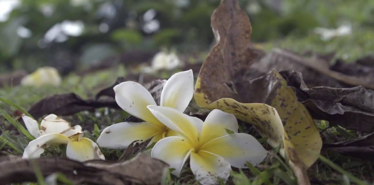 Ram Dass, Going Home (2018)