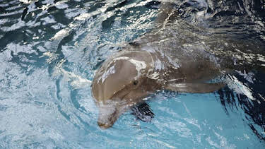 8:00 AM: The Aquarium (S1) | Discovery Channel | 8/20 2026