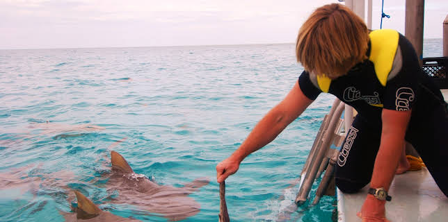 01:30: Shark After Dark | Animal Planet | 12/1 2025