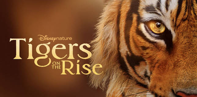 Tigers on the Rise (2024)