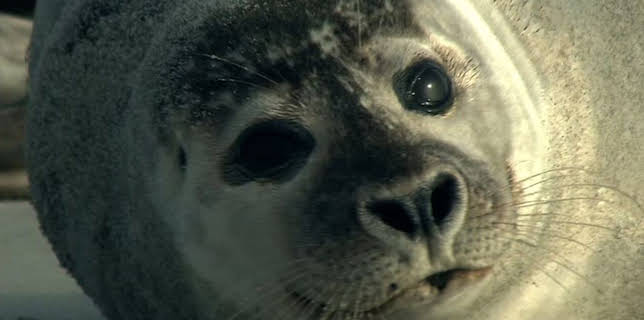 05:30: NaturNah | SWR Fernsehen RP | 2/11 2026