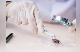 Why Insects Matter: Earth’s Most Essential Species: Sharing Planet Earth with Insects