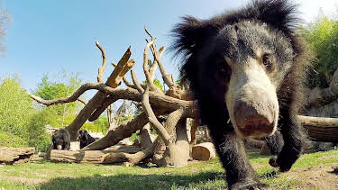 03:10: Elefant, Tiger & Co. (566) | MDR Fernsehen | 4/16 2026