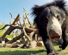 Elefant, Tiger & Co. (566)