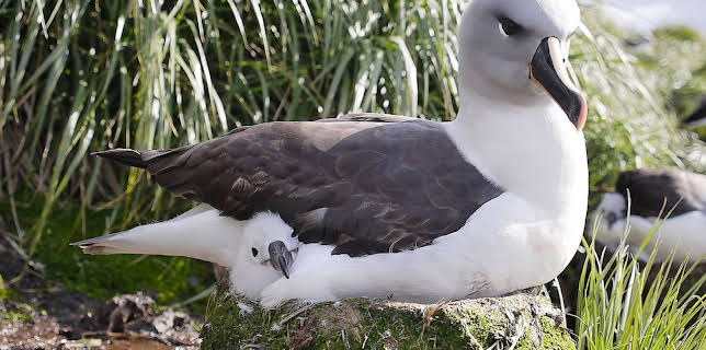 09:25: Welt der Tiere | BR Fernsehen | 1/17 2026