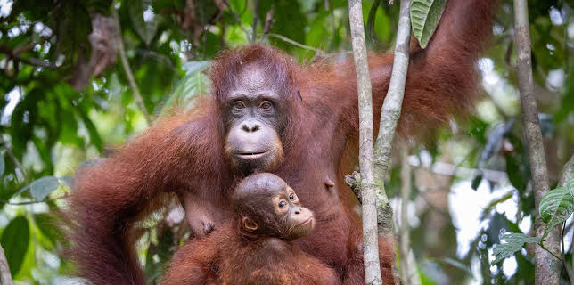 20:15: Orang-Utans | Das Erste | 3/2 2026