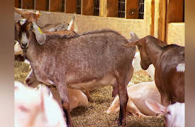 Pitchin' In: Goat's Cheese