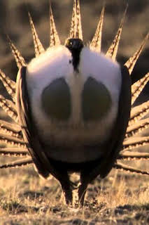 15:45: Los grandes bailarines de la naturaleza | La Otra | 4/9 2026