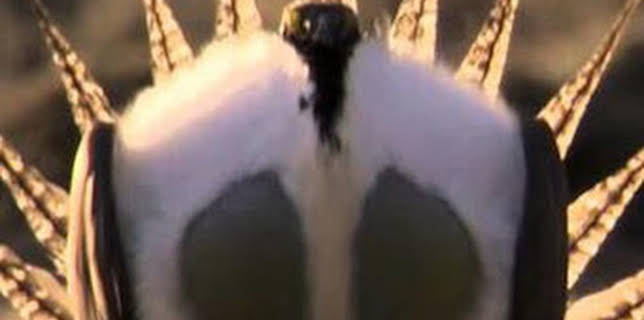 15:45: Los grandes bailarines de la naturaleza | La Otra | 3/19 2026