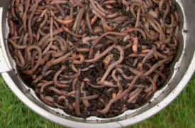 Wild Kratts Season 1: Mystery of the Squirmy Wormy