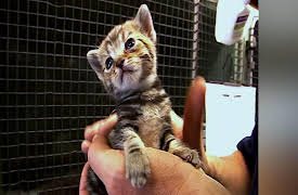 Vets in Action: Episode 1