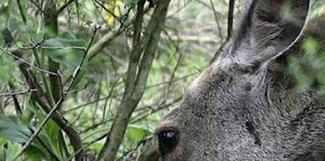 15:45: Ternura salvaje: Vidas de simios | La Otra | 1/8 2026