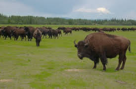 Win the Wilderness: Trabajo sucio