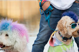 The Pack – Season 1: Florence