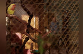 Worst Week Season 1: The Bird