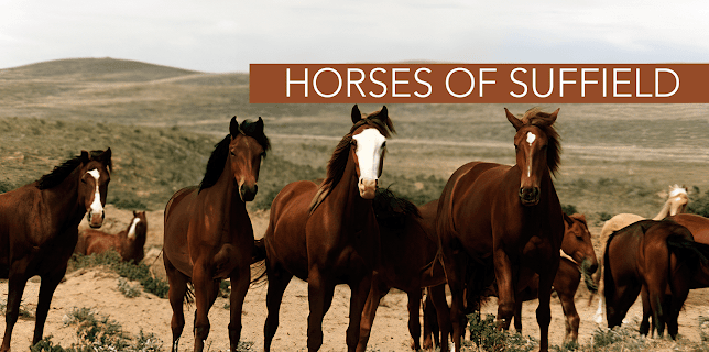 Horses of Suffield (1999)